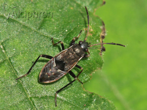 Rhyparochromus vulgaris