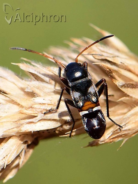 Raglius alboacuminatus