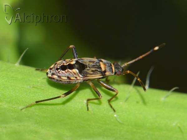 Beosus maritimus