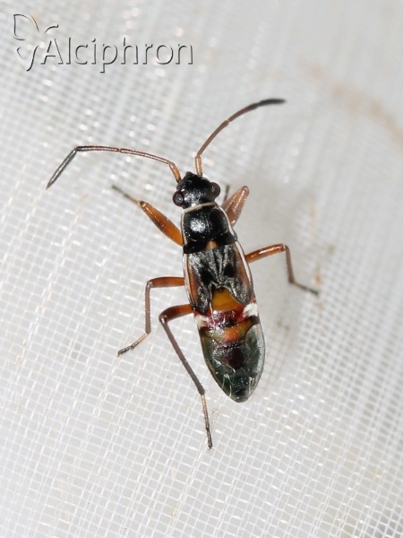 Beosus quadripunctatus