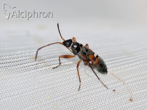 Beosus quadripunctatus