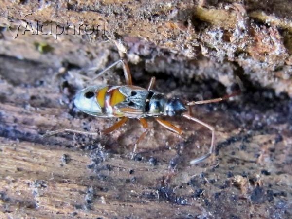 Beosus quadripunctatus