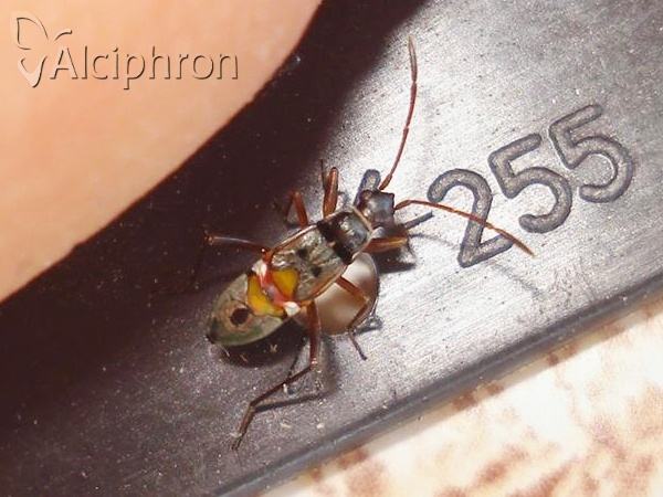 Beosus quadripunctatus