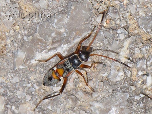 Beosus quadripunctatus