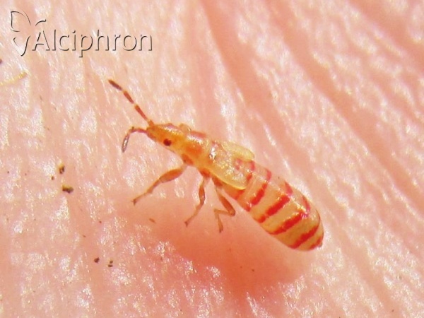 Brachyplax tenuis