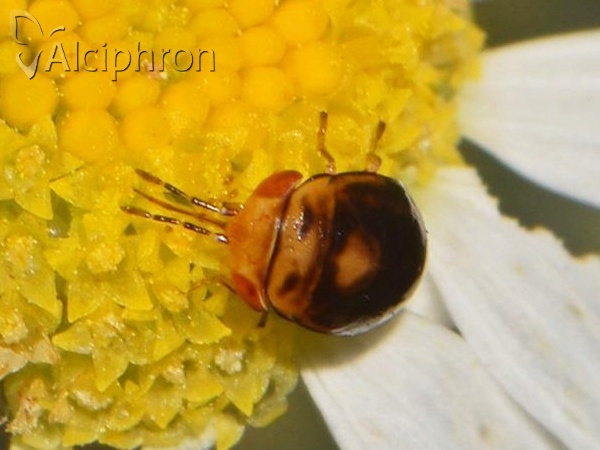 Geocoris erythrocephalus