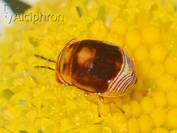 Geocoris erythrocephalus