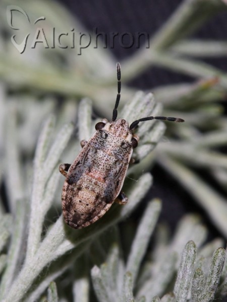 Henestaris halophilus
