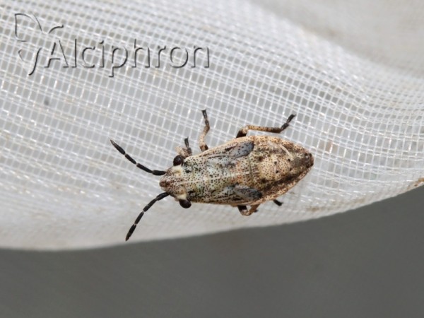 Henestaris halophilus