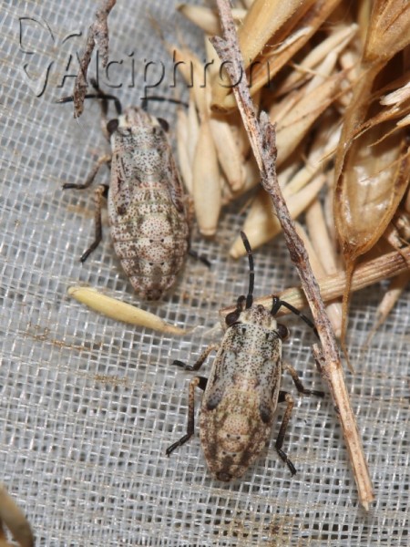 Henestaris halophilus