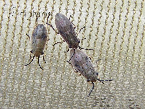 Henestaris halophilus