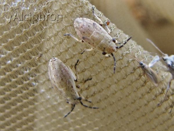 Henestaris halophilus