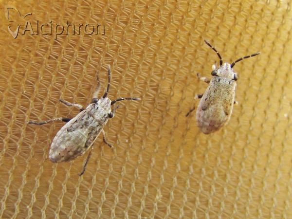 Henestaris halophilus
