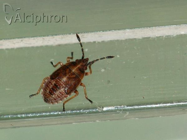 Kleidocerys resedae