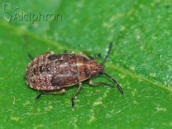 Kleidocerys resedae