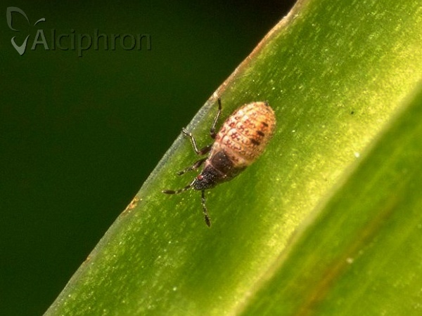 Kleidocerys resedae