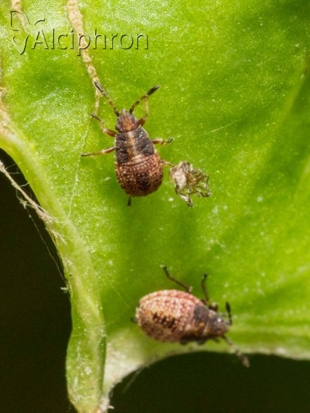 Kleidocerys resedae