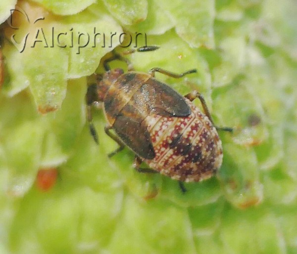 Kleidocerys resedae