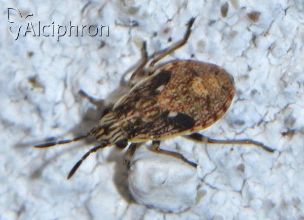 Nysius senecionis