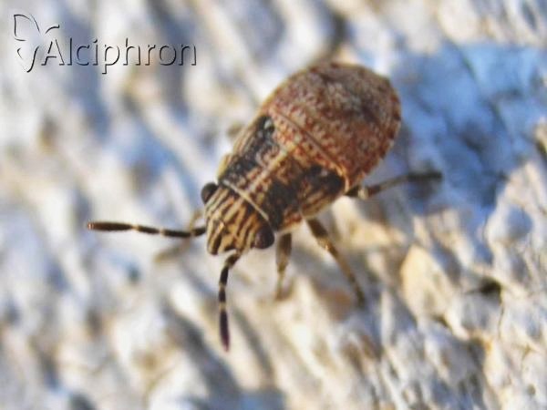 Nysius senecionis