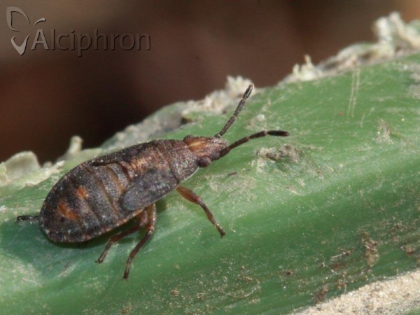 Orsillus depressus