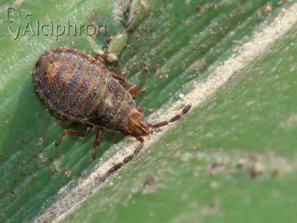 Orsillus depressus