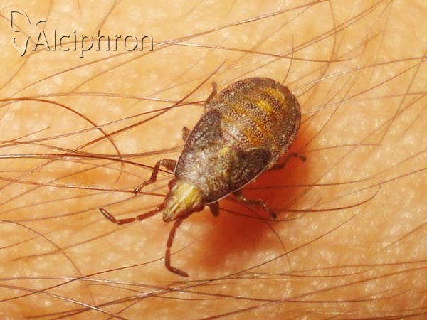 Orsillus depressus