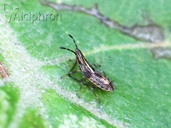 Belonochilus numenius