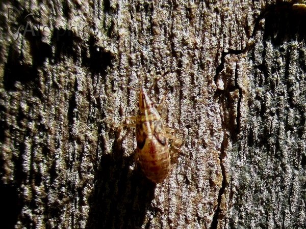 Belonochilus numenius