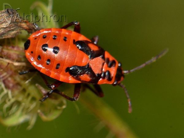 Spilostethus saxatilis