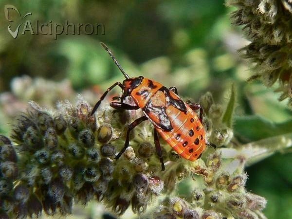 Spilostethus saxatilis
