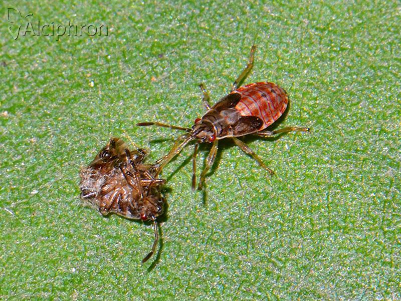 Arocatus longiceps