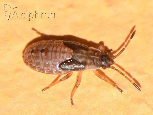 Arocatus melanocephalus