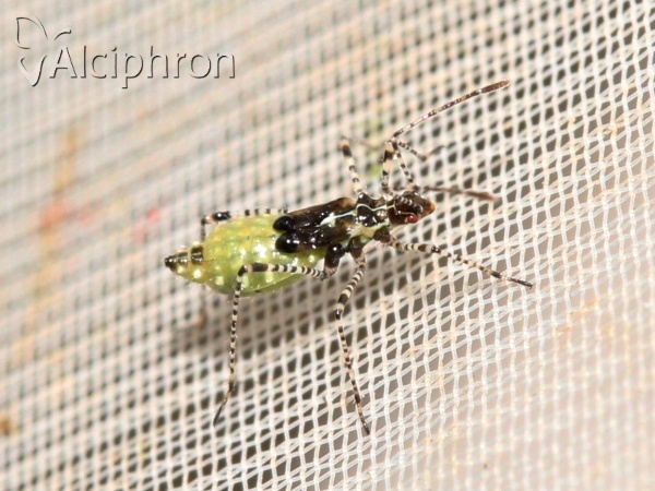 Gampsocoris culicinus