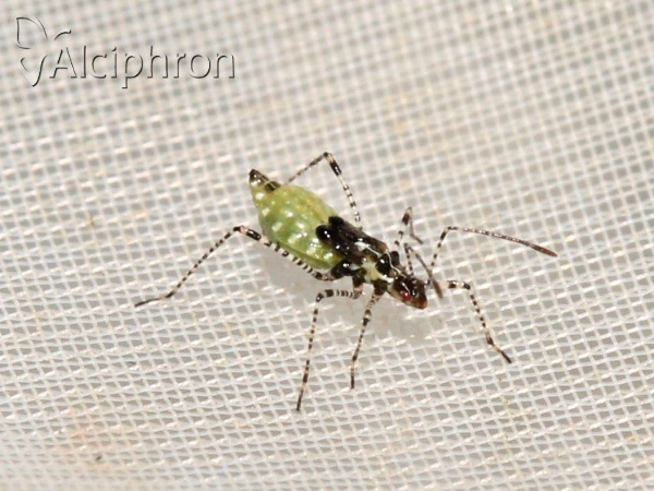 Gampsocoris culicinus