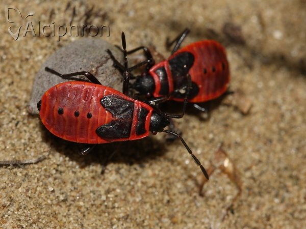 Pyrrhocoris apterus
