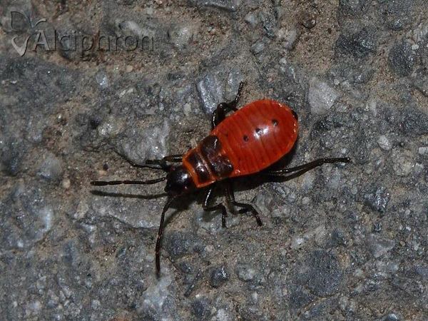Pyrrhocoris apterus