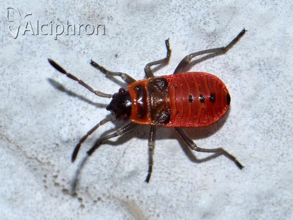 Pyrrhocoris apterus