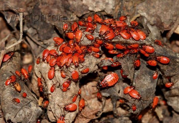 Pyrrhocoris apterus