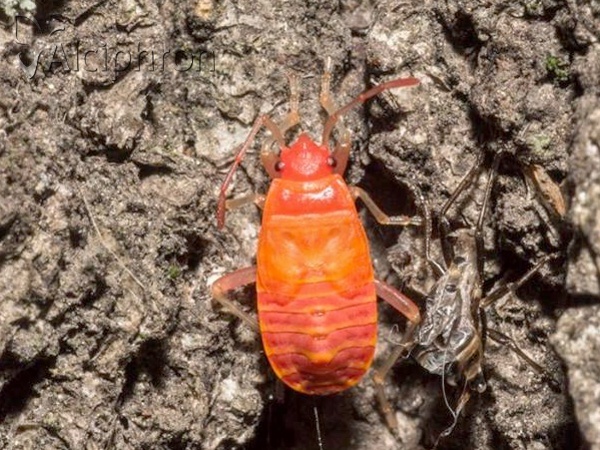 Pyrrhocoris apterus