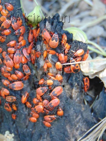 Pyrrhocoris apterus