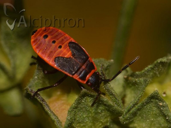 Pyrrhocoris apterus