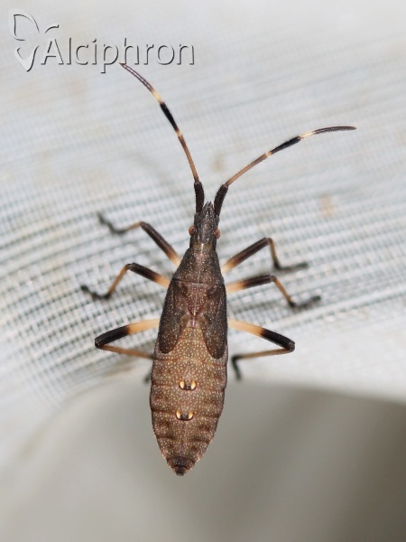 Dicranocephalus albipes