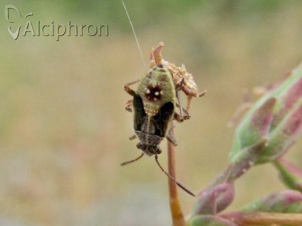 Liorhyssus hyalinus