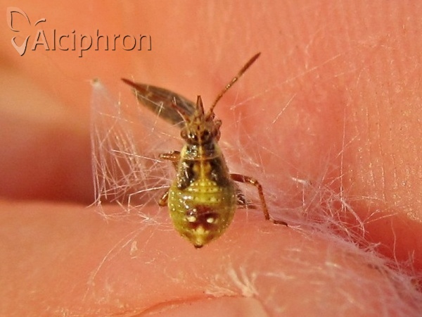 Liorhyssus hyalinus