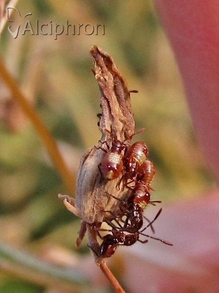 Liorhyssus hyalinus