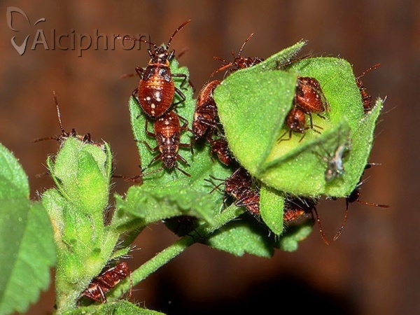Liorhyssus hyalinus