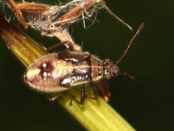 Liorhyssus hyalinus