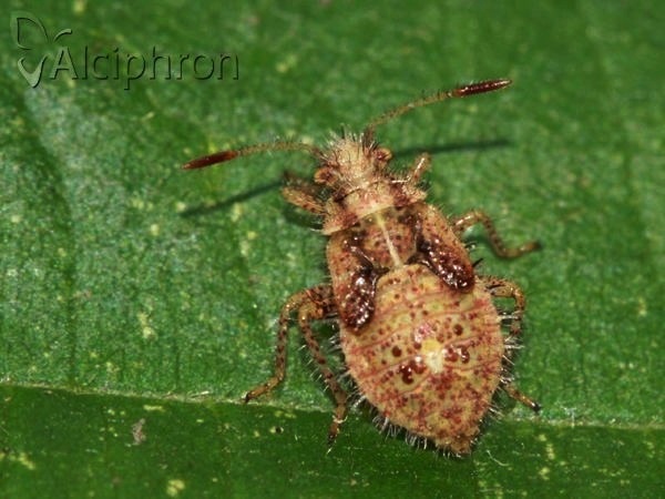 Rhopalus subrufus