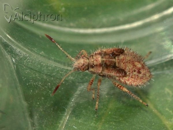 Rhopalus subrufus